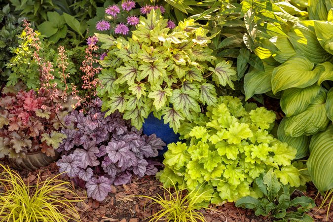 Variety of plants with colorful foliage