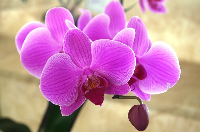 Phalaenopsis lilás estriado