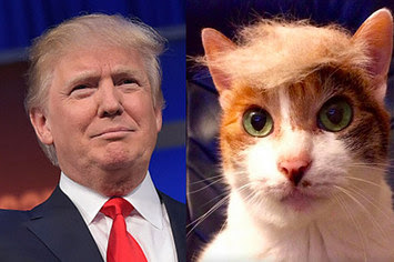 Trump vs Kitty Is-this-donald-trumps-hair-or-a-cats-hair-g.125625