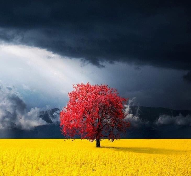 Photos that look like art