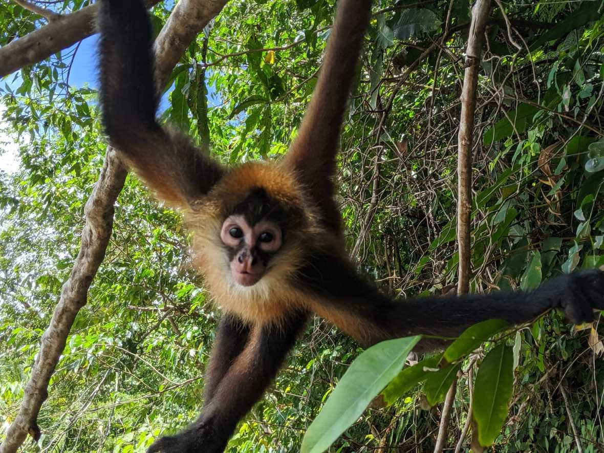 Young spider monkey hanging from branches with hands and tail