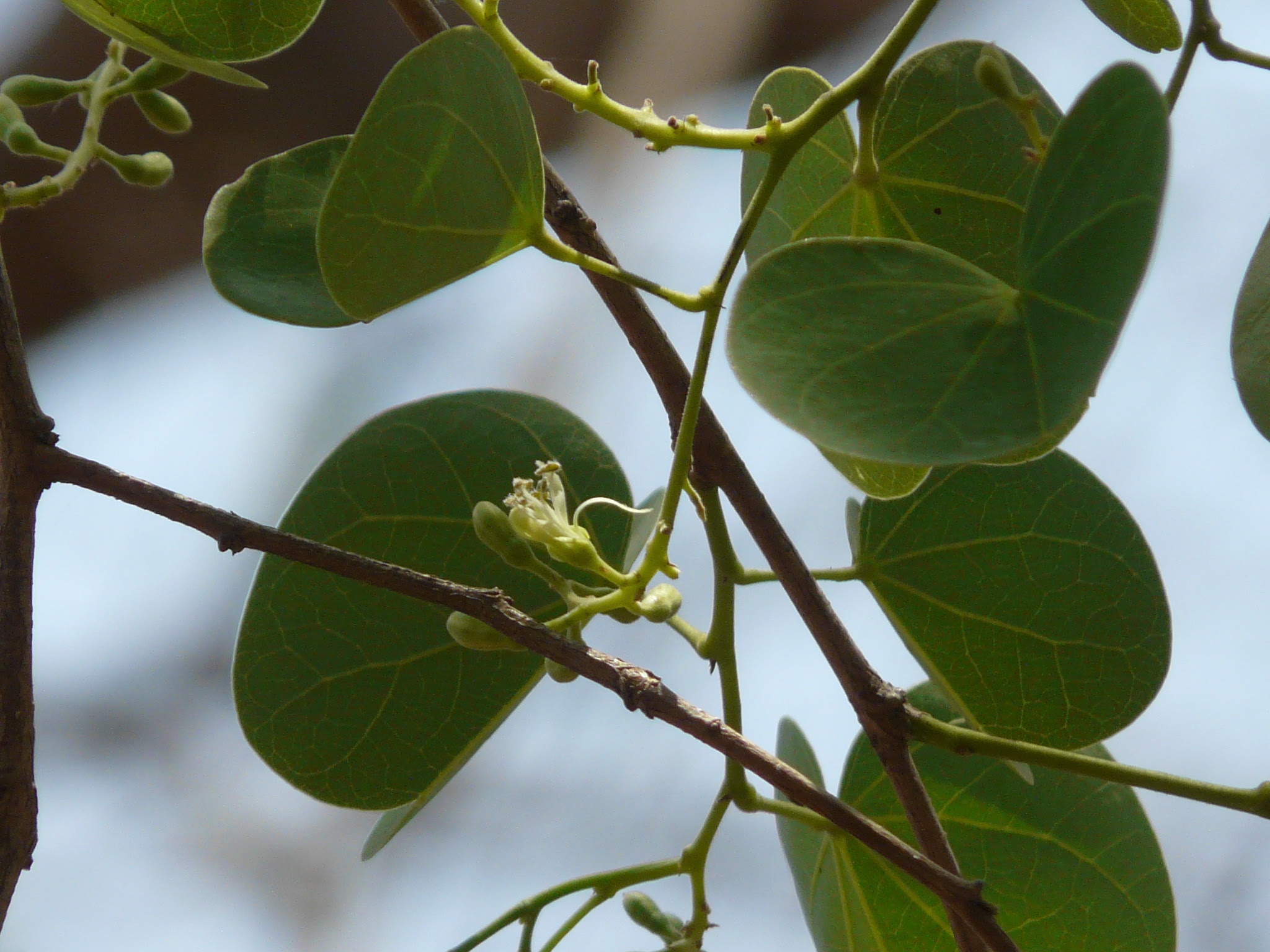 Bauhinia racemosa Lam.