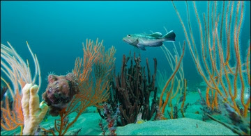 Species Distribution Shifts