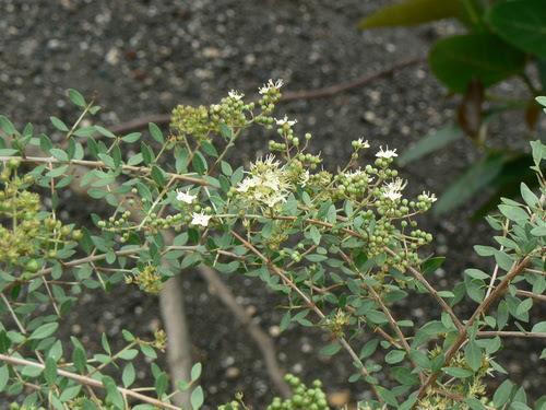 Lawsonia inermis L.
