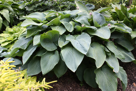 TOP-RATED PLANTS FOR EASY MAINTENANCE Hosta-Empress-Wu-landscape_Proven-Winners
