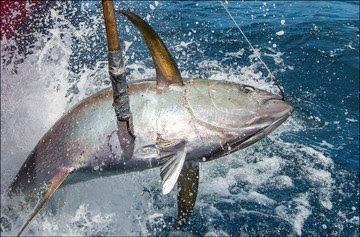 Oceanic fish restoration
