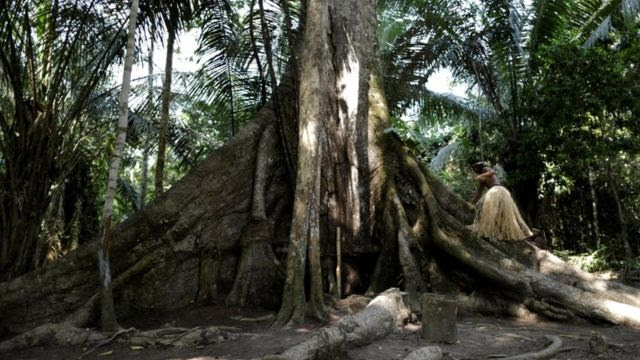 Mulher indígena subindo em grandes raízes de árvore na floresta
