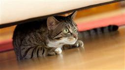 cat anxiety treatment