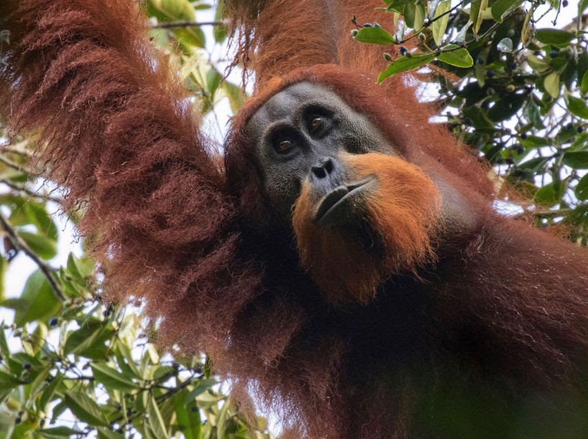 Orangutan-Tapanuli-Maxime Aliaga6.jpg