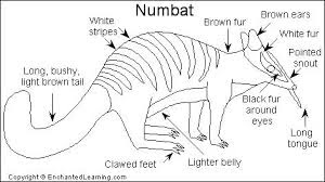 Image result for numbat