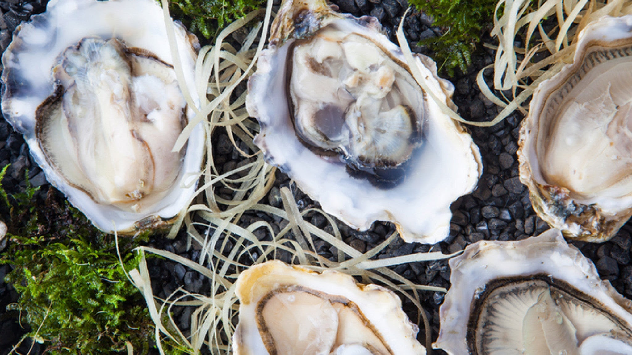 a group of oysters.