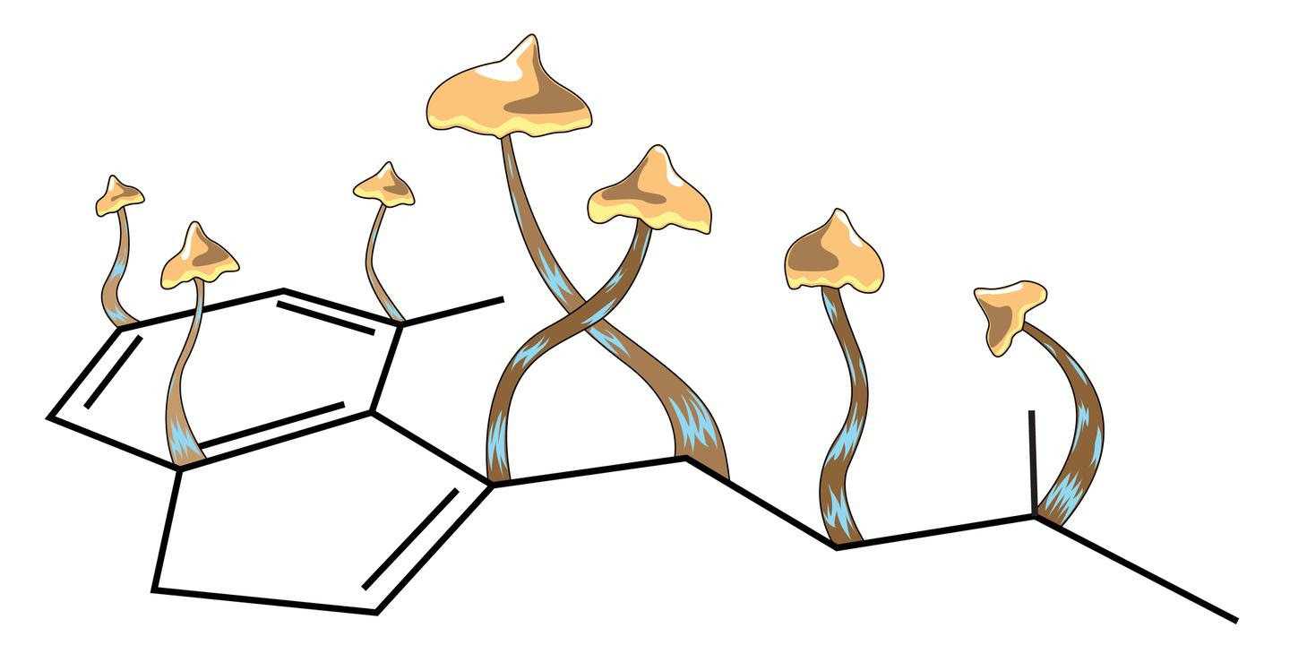 One dose of psilocybin induced rapid growth of dendritic spines in the frontal cortex of mice