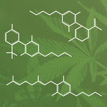 cannabinoids marijuana