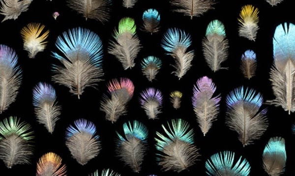 Physics of Feather Color