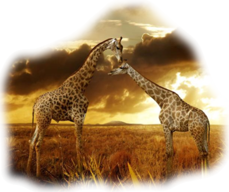 Giraffe-graphic