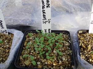 Cape gooseberry seedlings germinate well from home-saved seed