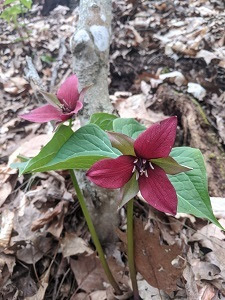 red trillium flowers in a forest
