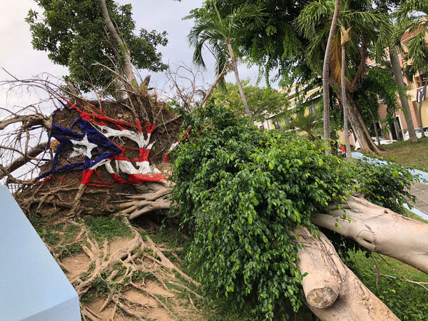 Un árbol arrancado por el huracán María en el Viejo San Juan, con la bandera puertorriqueña pintada en sus raíces