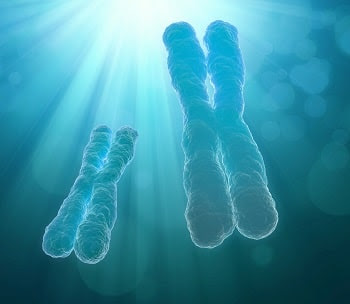 La

transferencia mitocondrial debe ser evaluada en profundidad antes de ser utilizada en la clínica humana se proponen 3 estudios que parecen

ineludibles