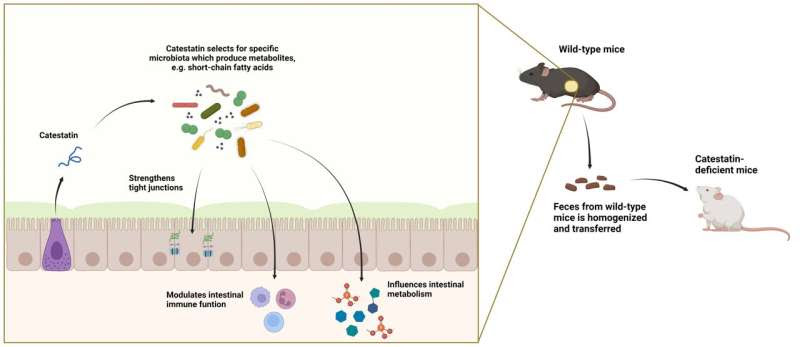 Fecal transplant throws new light on inflammatory bowel disease