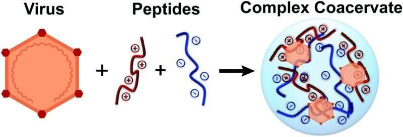 That's a wrap: protein 'burritos' stabilize vaccines