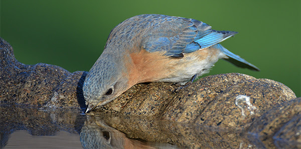 Eastern Bluebird