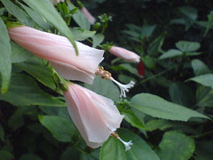 Malvaviscus arboreus var. mexicanus 'Rosea'