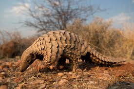 Pangolins Are Weirdly Amazing Creatures and Sadly Endangered (Video)