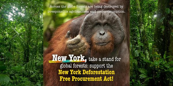 An orangutan in a forest with the text: ''Across the globe forests are being destroyed by irresponsible agribusiness and overconsumption. New York, take a stand for global forests: support the New York Deforestation Free Procurement Act!''