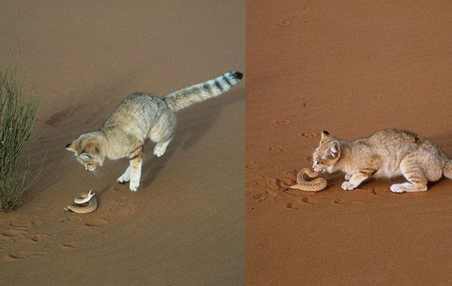 Mèo cát