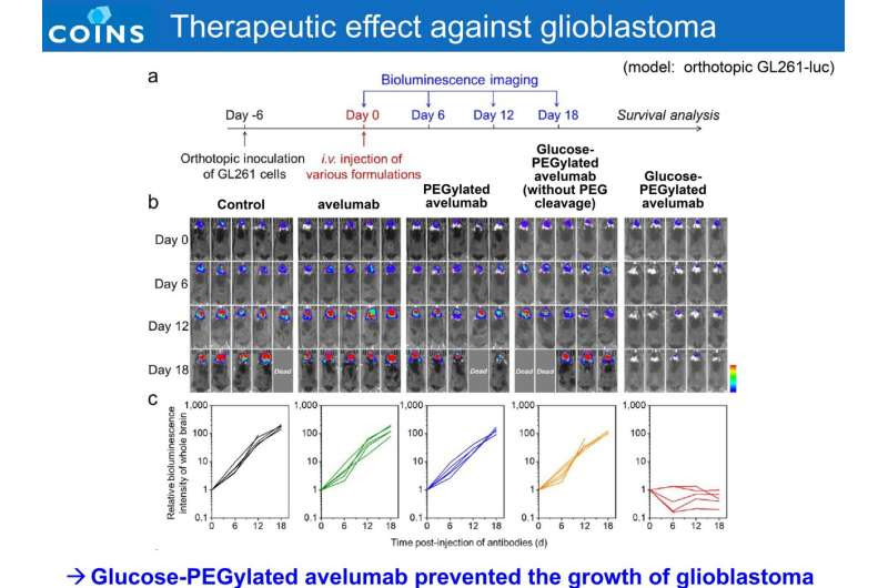 Antibody delivery technology empowers immunotherapy against glioblastoma and suppresses side effects