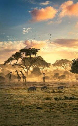 Giraffes-in-early-fog