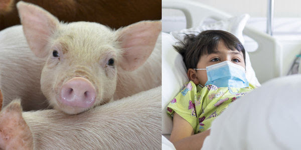 Two photos show a piglet with large eyes trapped in a factory farm, and a small masked child confined to a hospital bed.