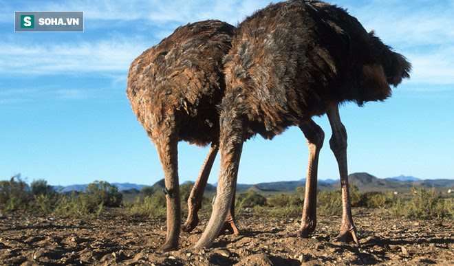 Sự thật về nỗi hàm oan cả mấy ngàn năm của đà điểu, loài chim lớn nhất thế giới - Ảnh 1.