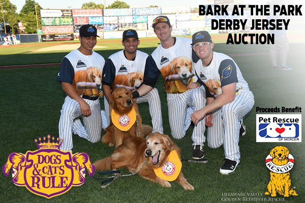 13 Major League Baseball Teams Hosting a Bark in the Park in Spring 2019 -  Parade Pets