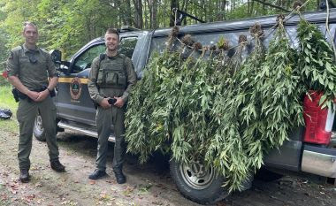 Confiscated marijuana plants