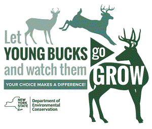 Let young bucks go and watch them grow 