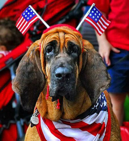 Patriotic-DOG