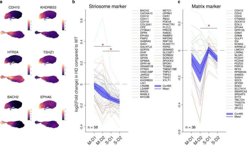 How Huntington's disease affects different neurons