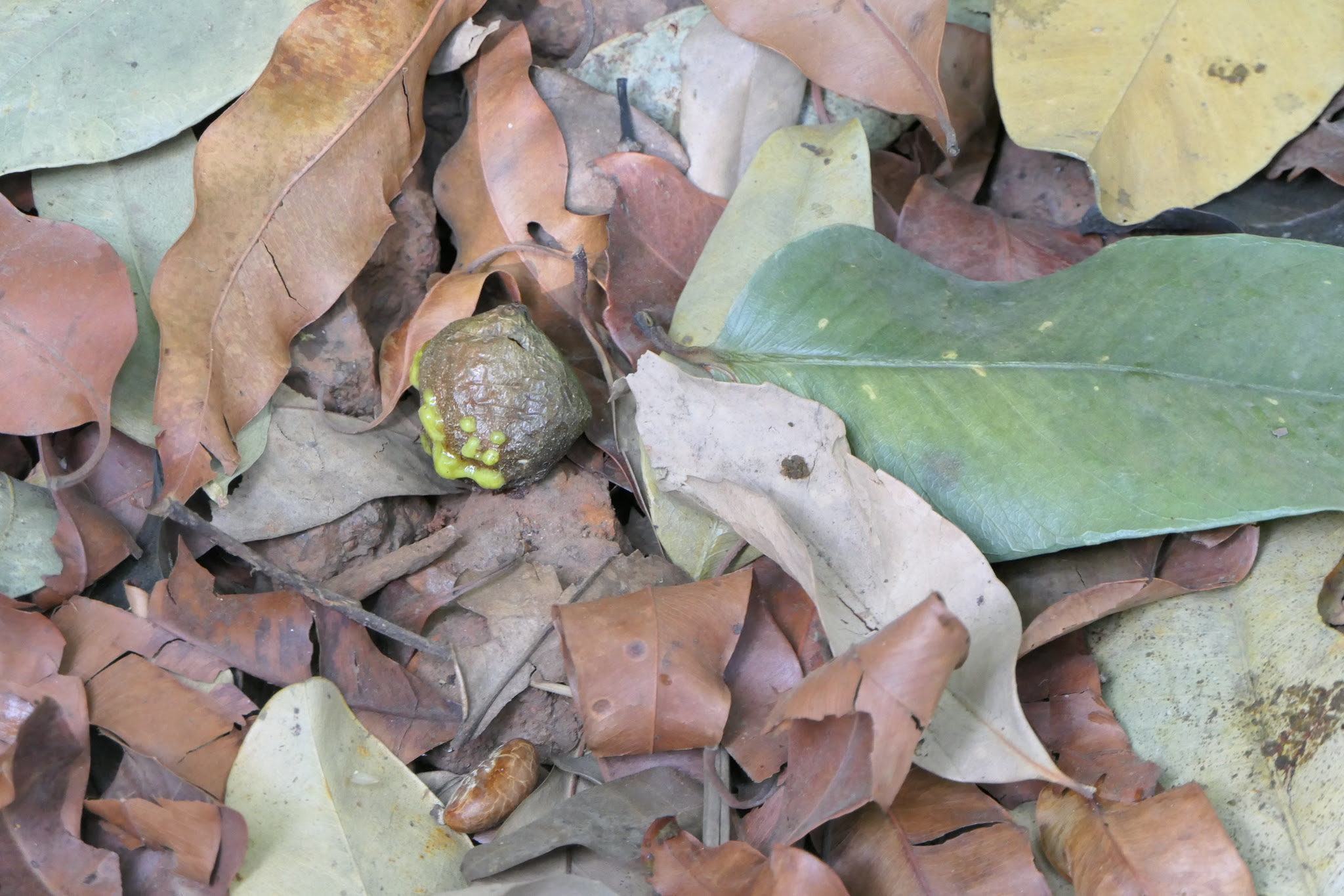 Garcinia talbotii Raizada ex Santapau