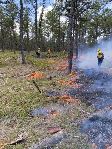 Rangers monitoring fire in the woods during prescribed burn