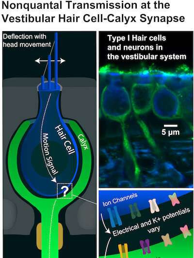 New study uncovers how a unique, fast synapse keeps us from falling