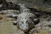 Crocodile wild animal