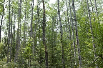 view of a thick forest in Montmorency County