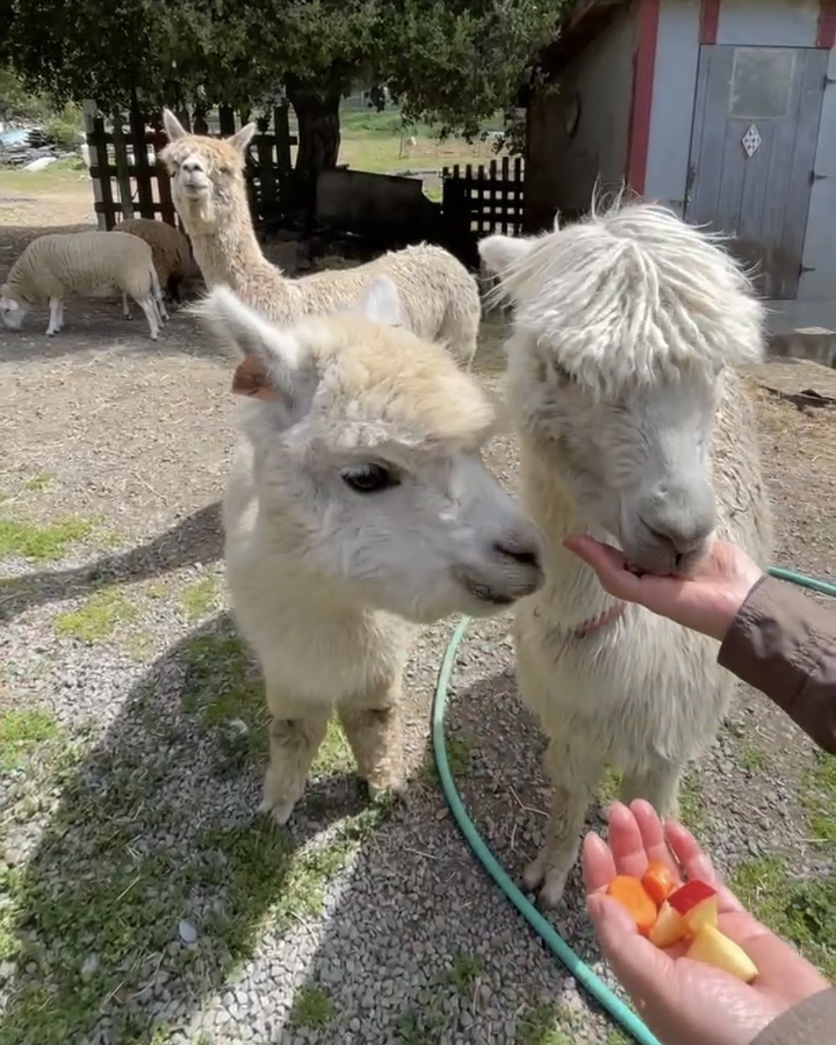 My mom feeding two llamas while one looks at us