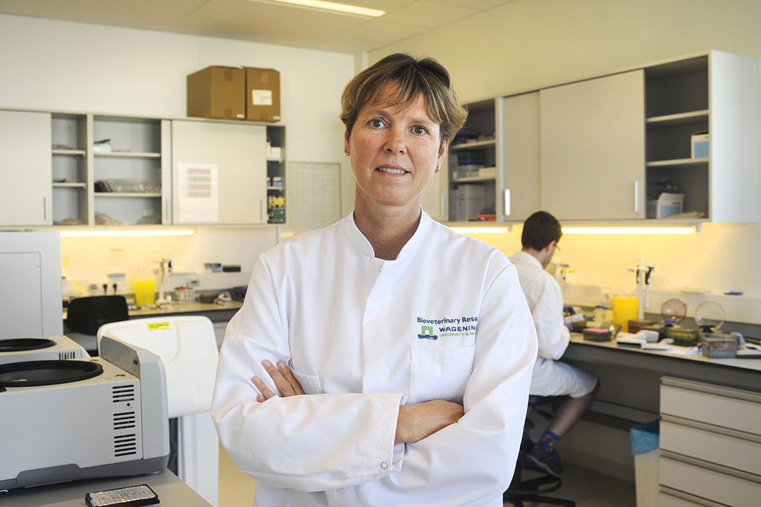 La Dra. Nancy Beerens de Wageningen Bioveterinay Research dirige uno de los ensayos de laboratorio con vacunas contra la gripe aviar.  Foto: ANP