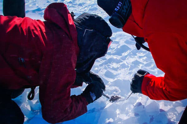 Two researchers, wearing red jackets and black hats with ear lugs, crouched over a meteorite that is half-buried in wavy ice. 