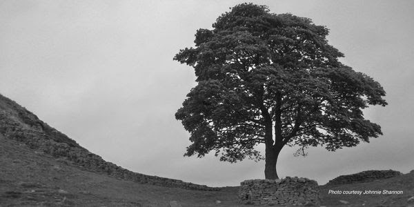 The Sycamore Gap tree stands alone next to a hill.