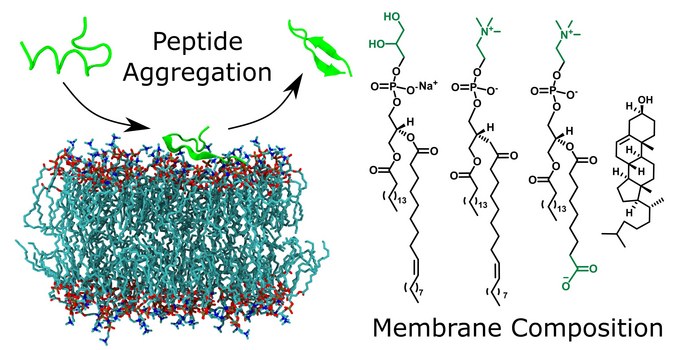 Oxidised model membranes have different effects on peptide fibril formation