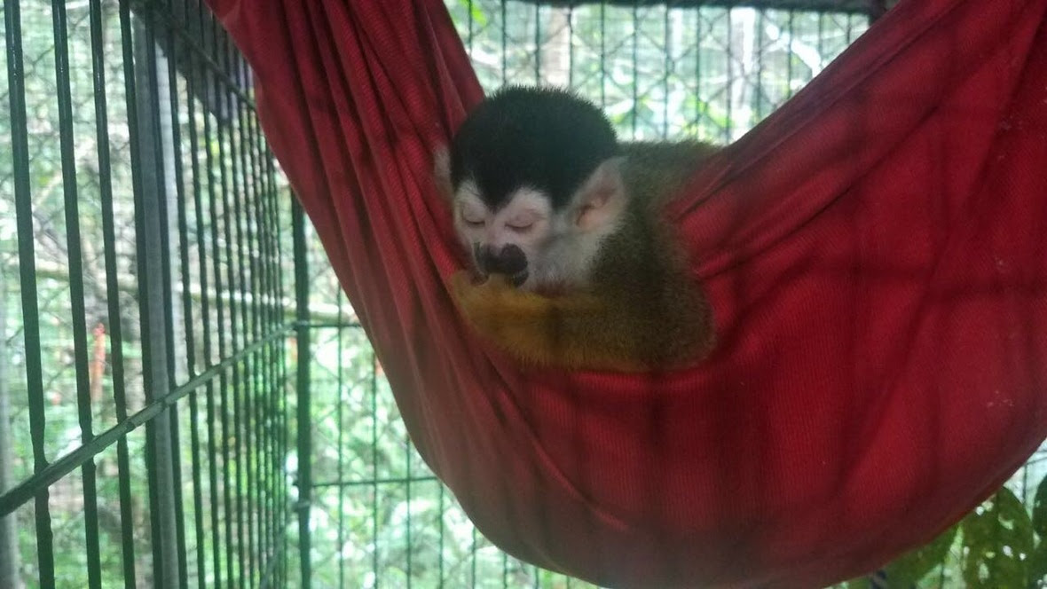 Peachie asleep in her hammock